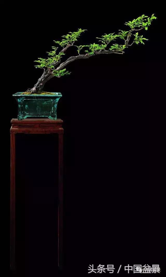 经典盆景欣赏,欣赏盆景感悟怎么写