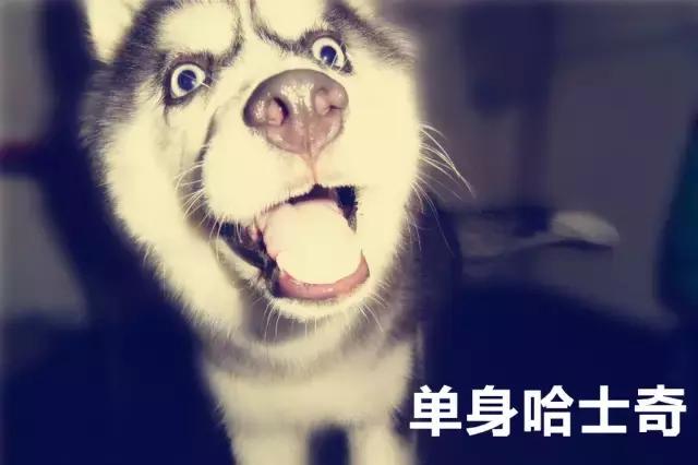 100种单身狗种类,单身狗种类