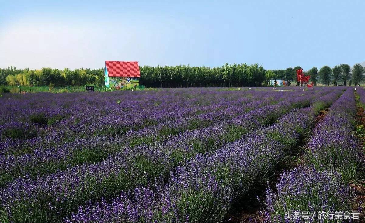 西安附近薰衣草庄园有哪些,西安周边薰衣草景区有哪些