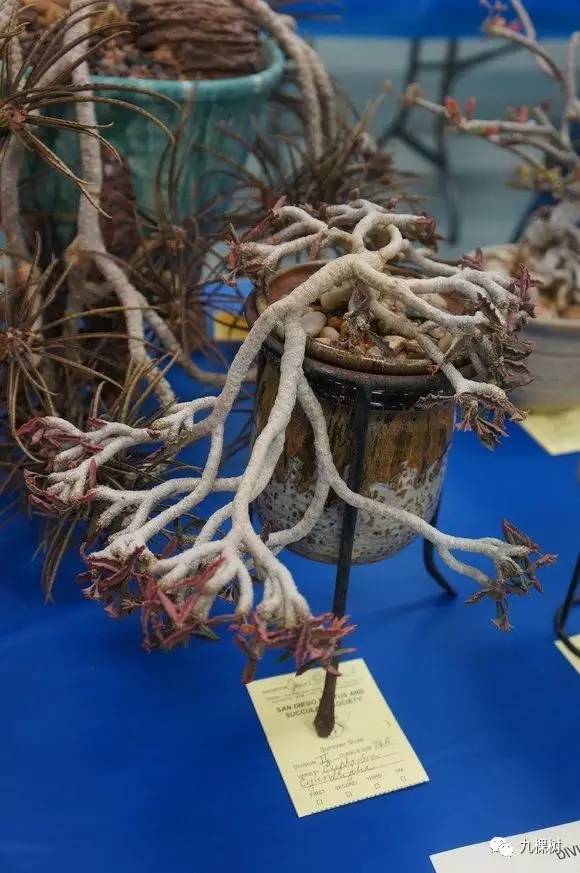 十大最贵玉露多肉品种,多肉最贵的品种有哪些