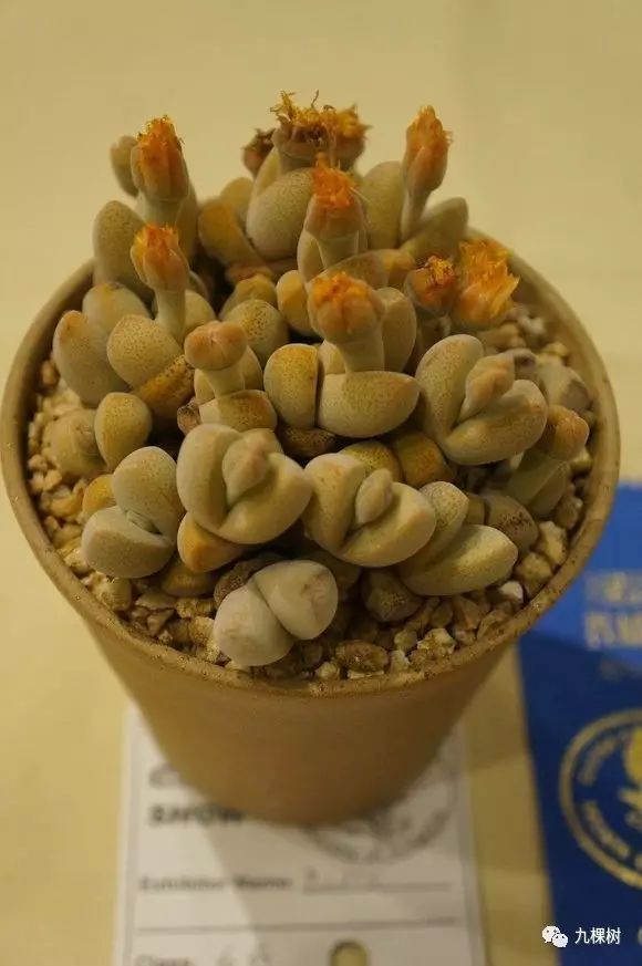 多肉万象最贵的品种,玉露多肉最贵多少钱一棵