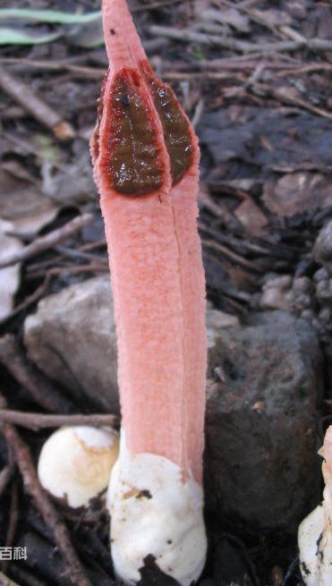 世界上最可怕的蘑菇形状,世界上最可怕的蘑菇排名