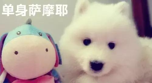 100种单身狗种类,单身狗种类