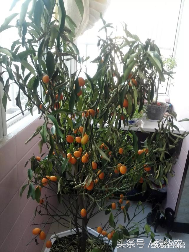 冬天橘子树叶黄了怎么补救,盆栽橘子树叶子发黄枯萎怎么办