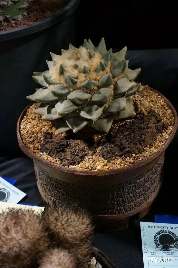 十大最贵玉露多肉品种,多肉最贵的品种有哪些