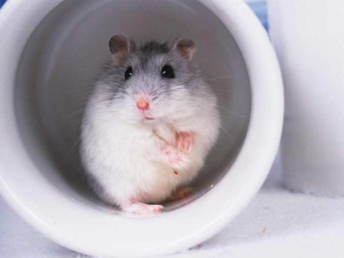 怎么快速养好仓鼠,如何养好仓鼠宝宝