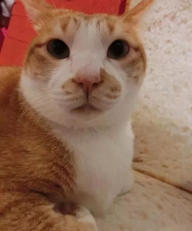 胖猫特别爱美，敷面膜的时候就像是一个小贵妇