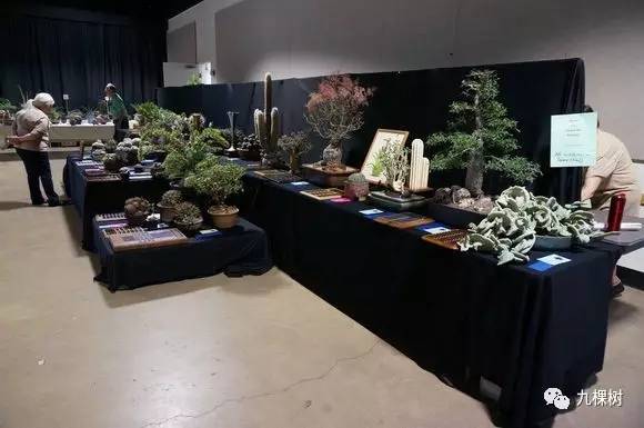 多肉万象最贵的品种,玉露多肉最贵多少钱一棵