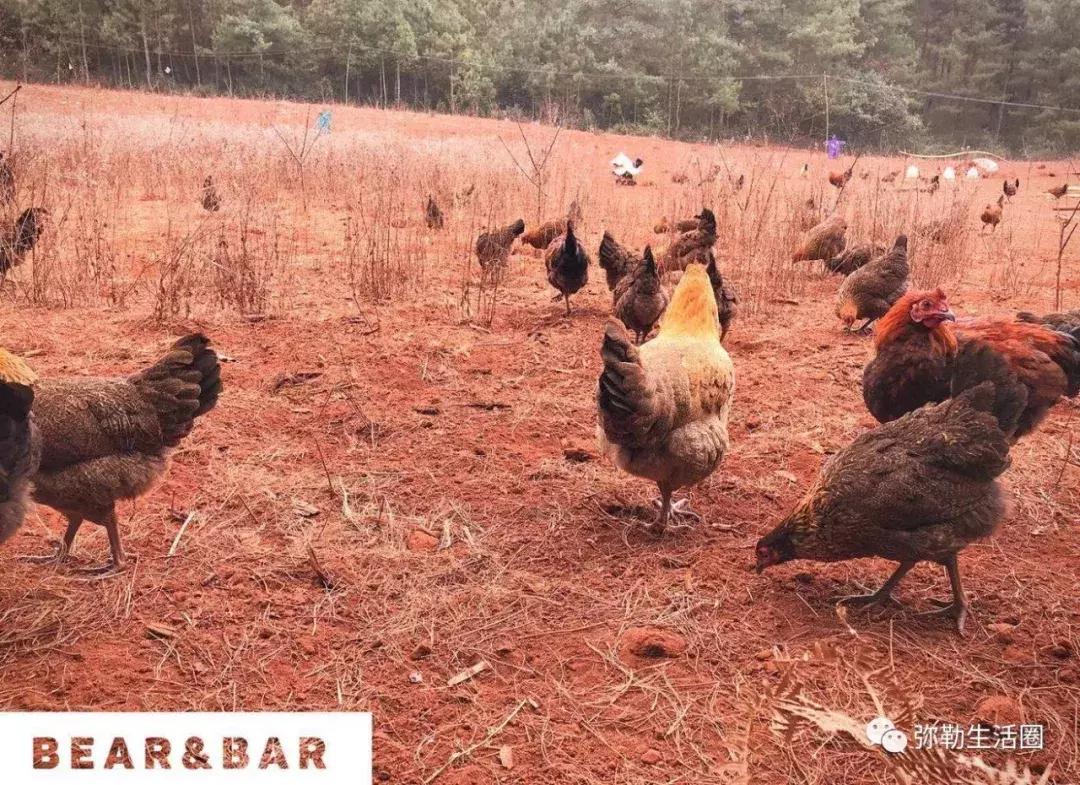 弥勒最好吃的清真餐馆炒菜,弥勒好的菜馆