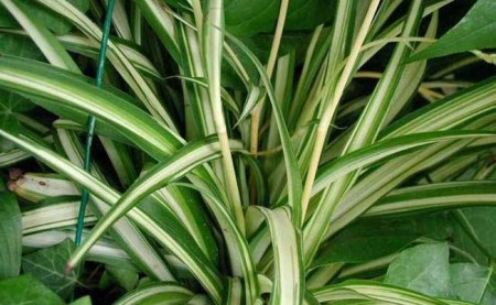 吊兰怎么也烂根呢,吊兰怎么烂根了呢