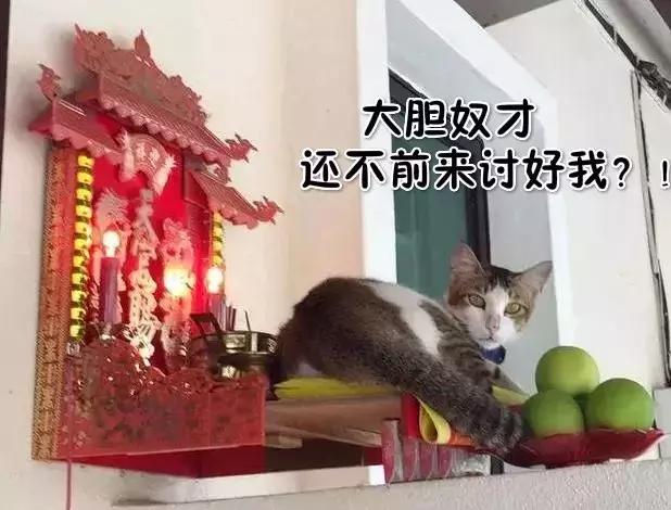 公猫被剪胡子怎么办,猫咪的胡须拔了怎么办