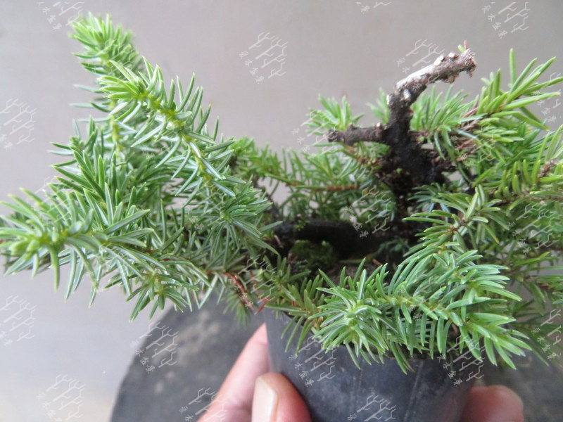 高山红皮刺柏盆景图片大全欣赏,刺柏盆景高压繁殖几月份操作较好