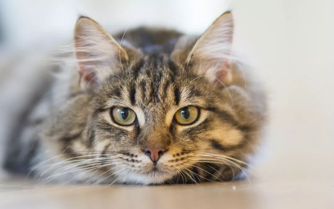 猫卡拿到巨额融资!「猫经济」市场进入快车道