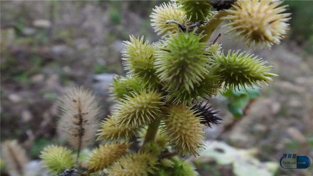 热性荨麻疹是怎样的症状如何治疗,什么是荨麻疹的特征性表现和症状