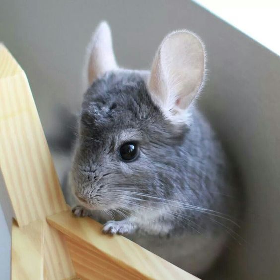 龙猫老了,龙猫能不能活到30岁