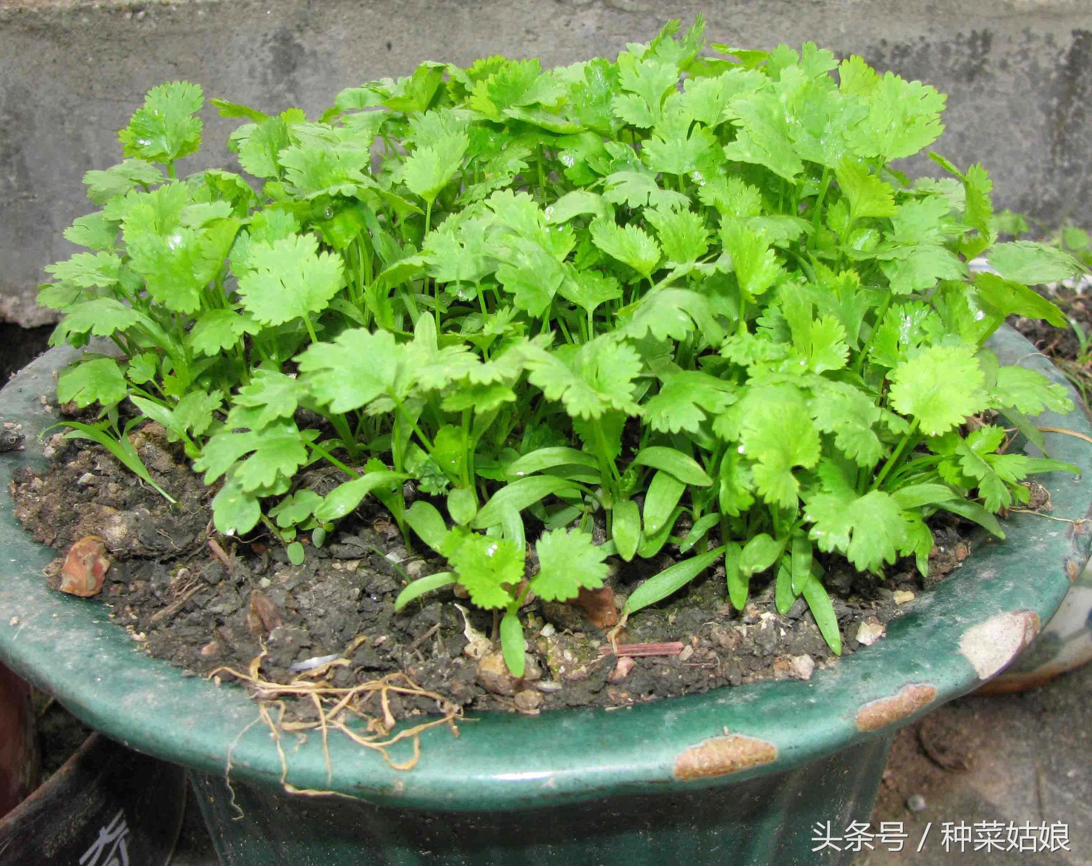 种菜发芽了怎么浇水,种菜小技巧香菜怎么种的