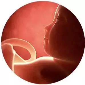 胎动是宝宝的悄悄话,胎动是宝宝说的悄悄话