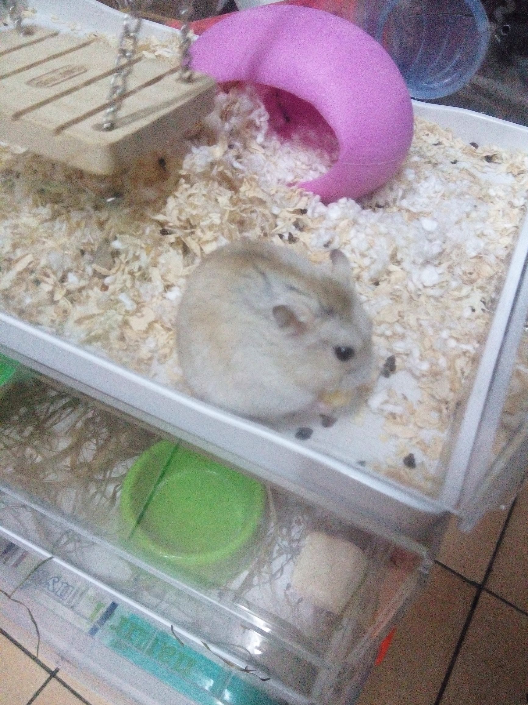 小仓鼠日常小知识,仓鼠日常生活攻略