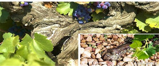 西班牙葡萄酒厂排名前十,西班牙葡萄酒知名品牌有哪些