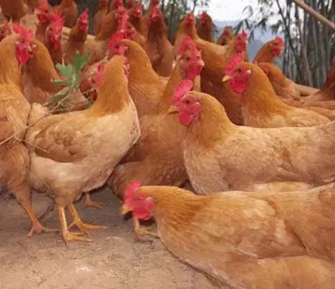 鸡细菌性呼吸道疾病有哪些,蛋鸡慢性呼吸道怎么治疗