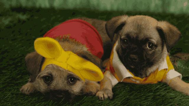 狗年旺旺视频完整版,狗年旺旺2019