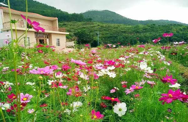 请到广东过大年2017,2018请到肇庆过大年