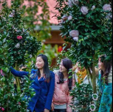 请到广东过大年2017,请到广东过大年采访