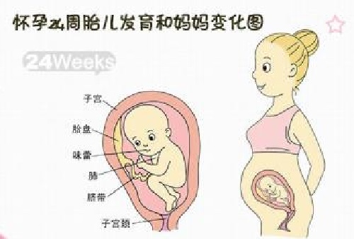胎儿在母体内的生活,胎儿在母体里一天最多能长多少