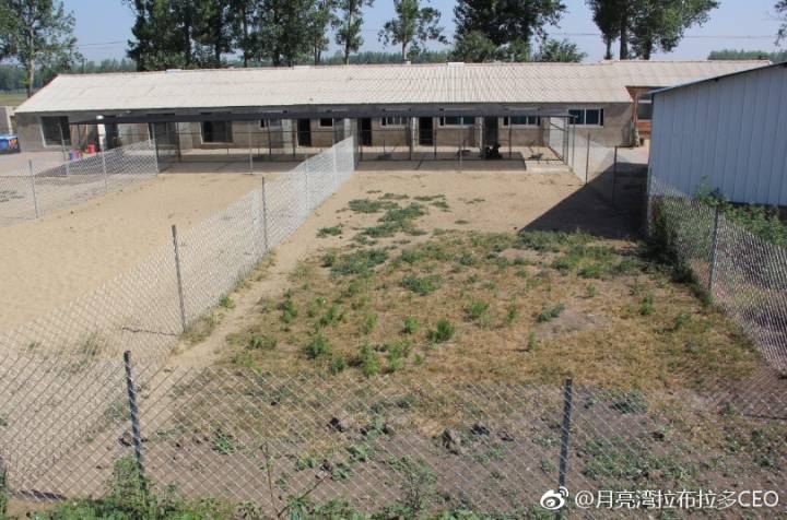 宠物狗种类以及价格,宠物狗一般买哪种好