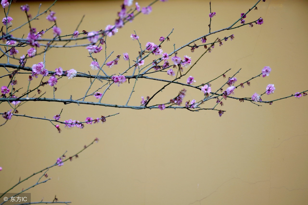 抑郁症嗜睡的原因和治疗方法,抑郁症最终死亡的原因