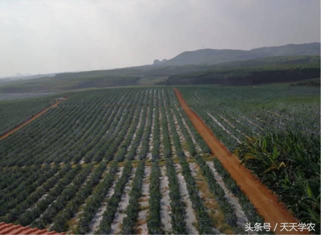 柑橘黄化树有必要补救吗,今年栽培柑橘黄化什么原因