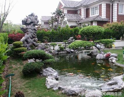 鱼池假山青苔有很多幼虫,假山长青苔好养鱼吗