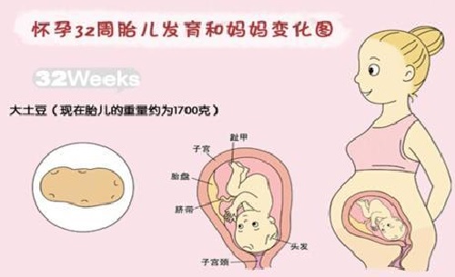 胎儿在母体内的生活,胎儿在母体里一天最多能长多少