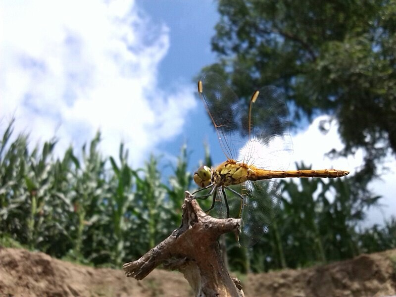 唇腭裂的人寿命短吗,唇腭裂对生命有影响吗