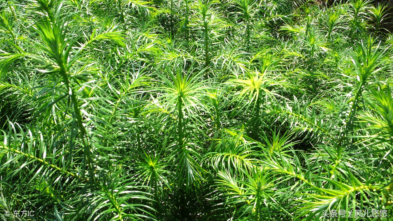 种植85亩杉木值多少钱,种杉木赚钱吗