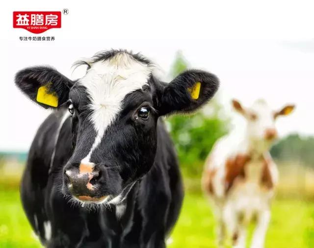 【牛奶到家，爱满全家】益膳房集团给全市人民拜年啦