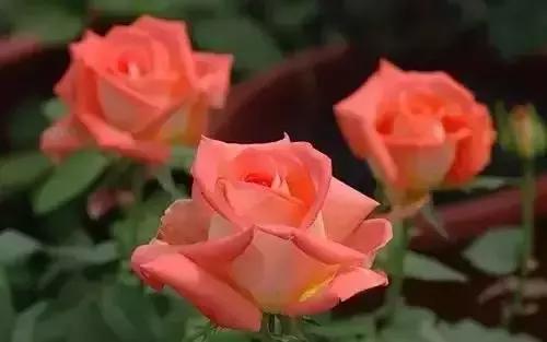 带你认识全国的省花,中国各地市花是什么