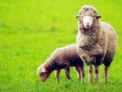 澳洲绵羊油成分表,澳洲澳芝曼绵羊油功效和用法