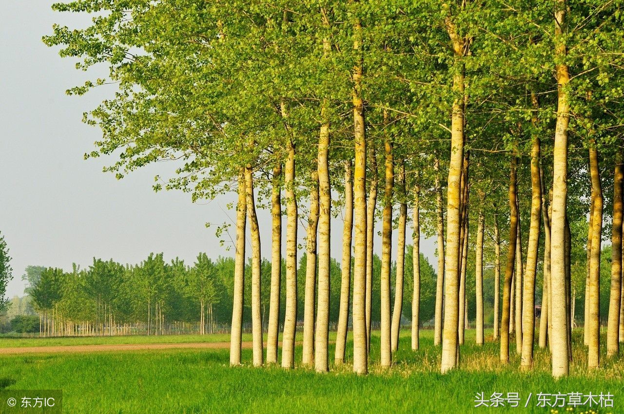 赞美杨树的诗句经典,描写杨树春天的诗句