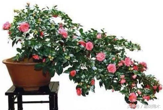 全国各地市花大全,全国城市市花