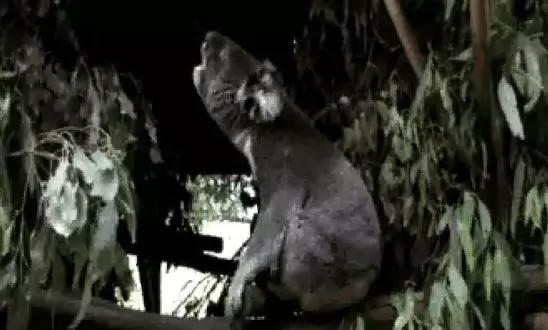 呆萌嗜睡的澳洲国宝居然是吃“屎”长大的