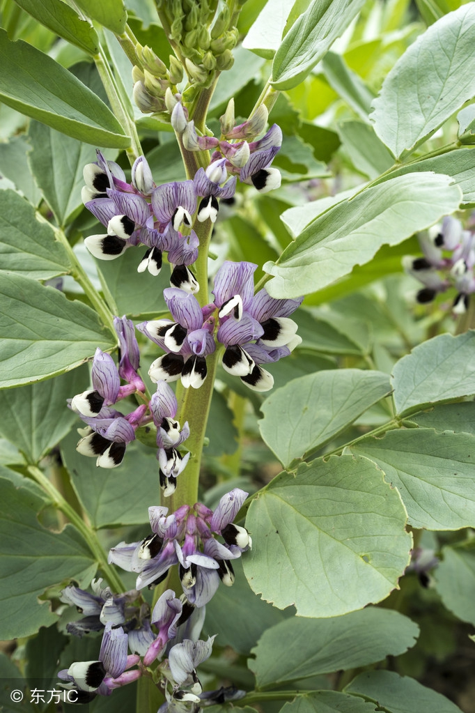 这种豆子是川菜的原料下酒的美食！可林下套种，一亩多赚3000元！