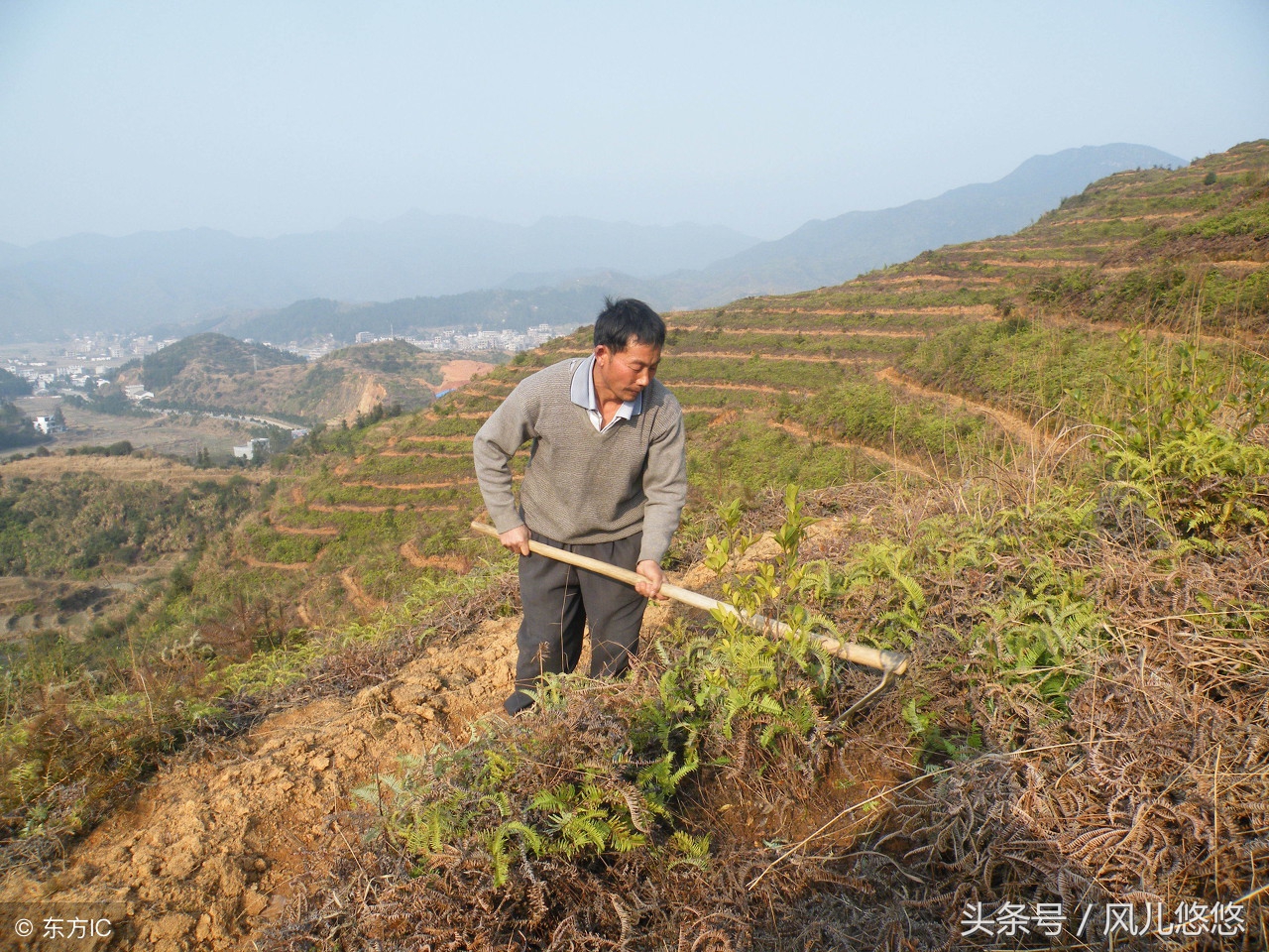 种植85亩杉木值多少钱,种杉木赚钱吗