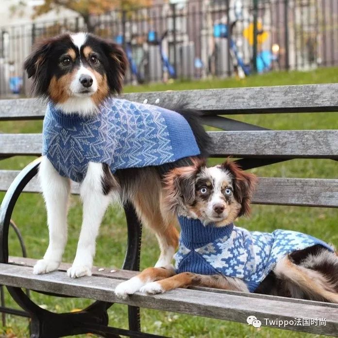 吐槽完了狗年单品，你给你的狗主子买了什么？