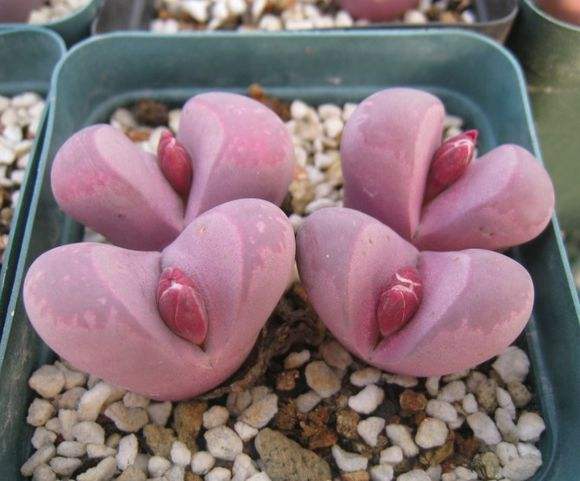 多肉生石花绿色是什么品种,多肉植物生石花干瘪软