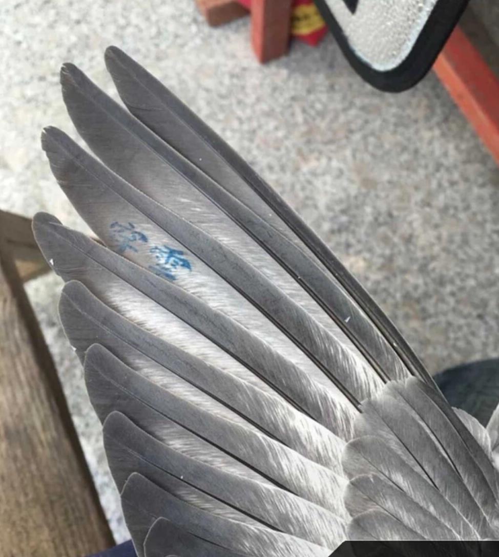 雌鸽不下蛋或者下蛋慢该如何调理？