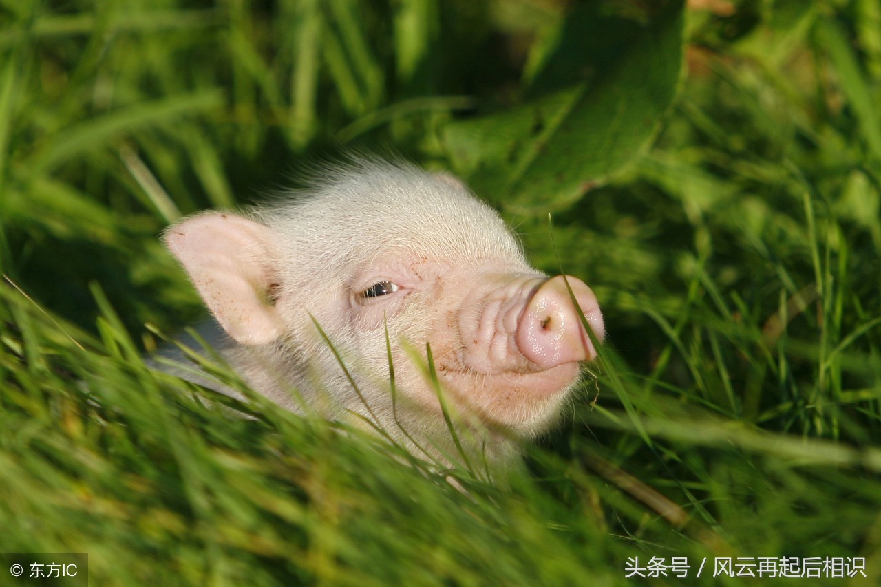 猪生肖的幸运色是什么,生肖猪2022的幸运色