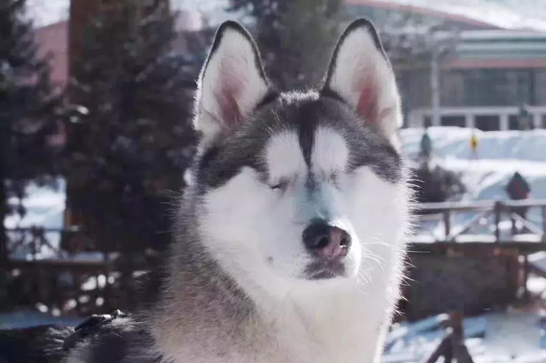成都的十条网红狗，有的住豪宅穿名牌，比人活得还巴适