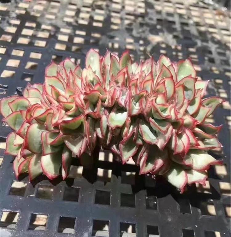 女友爱买多肉,女朋友钟爱多肉