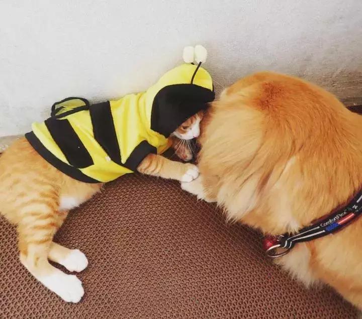 这只金毛和小菊猫的画风太甜啦！情人节狗粮奉上